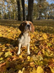 20251019 071438549 ios